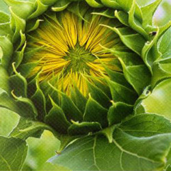 Lona fundida de 510 grm 80cmx50m